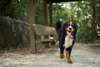 Bernese Mountain Dog in the park.