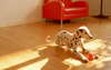 Sevimli Dalmaçyalı köpek yavrusu.