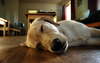 Labrador Retriever está profundamente dormido.