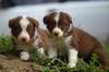 Border Collie puppies wallpapers.