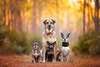 Una famiglia di cani in una passeggiata nella foresta autunnale.