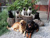 View photo motley dogs