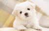 Bianco cane felice foto