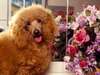 Adorable dog breed poodle picture