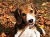 Foto shorthair beagle en la naturaleza