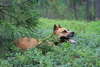 Una foto del energica American Staffordshire terrier.