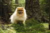Cheerful, energetic Pomeranian
