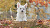 Small playful West Highland White Terrier