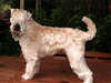 Wonderful photo of the Irish, smooth coat wheaten terrier.