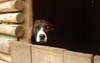 Adorabile American Staffordshire Terrier.
