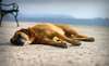 Dog resting on the beach.