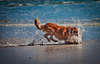 Golden retriever playing in the water.