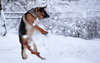 German Shepherd playing in the snow.