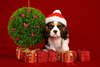 Рождественский щенок кавалер кинг чарльз спаниель.