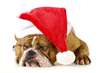 Weihnachts English Bulldog.