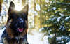 Cão pastor alemão na floresta do inverno.