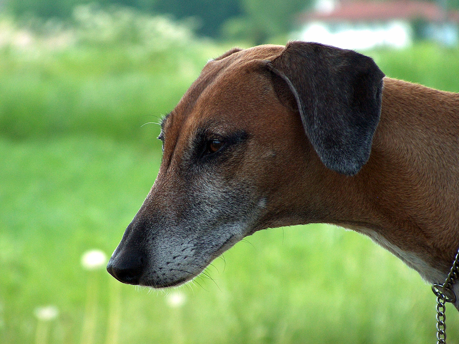 Elegante African Hound. Erwachsene Hunde und Welpen Hinter HDR. Azawakh